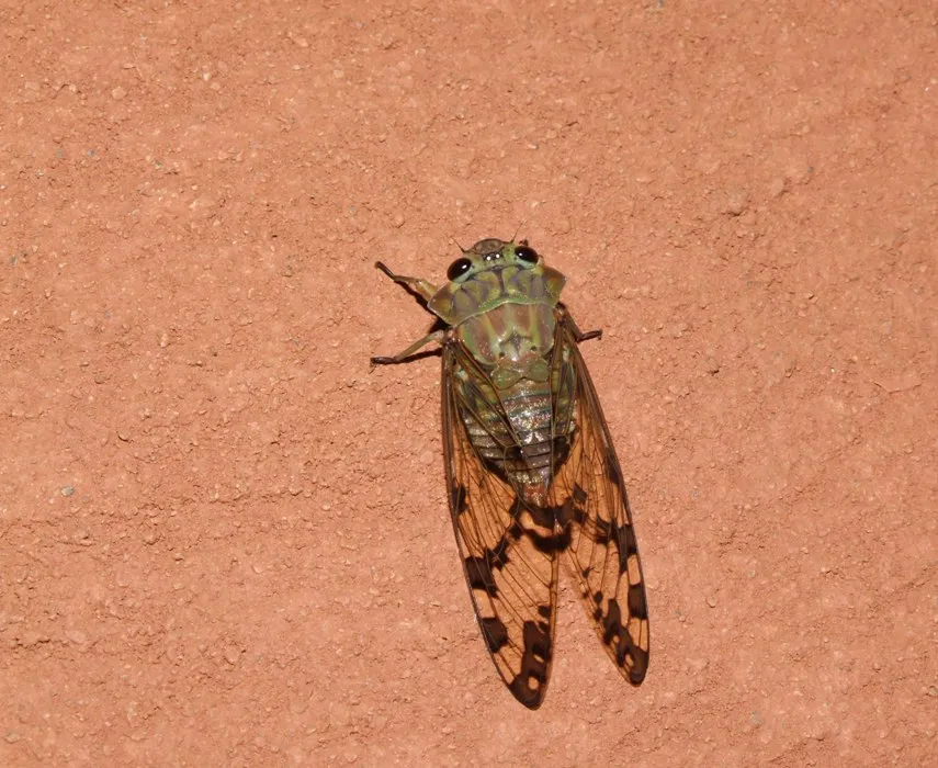 Foto