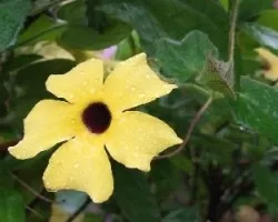 Flor amarilla