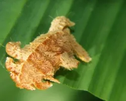 Oruga peluche