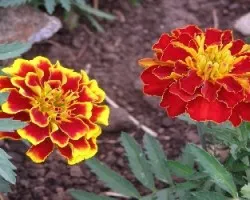Flor de muerto