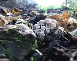 Honguitos