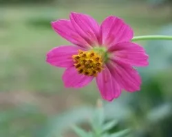 Florcita