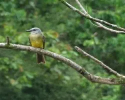 Pecho amarillo