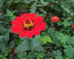 Flor roja
