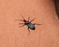 Escarabajo