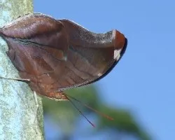 Mariposa dificil