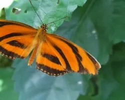 Dryadula phaetusa