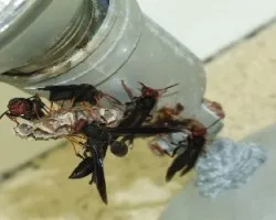 Avispa Papelera