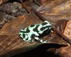Dendrobates auratus