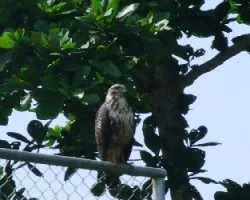 Common Black-Hawk