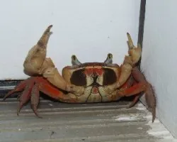 Cangrejo