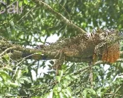 Iguana