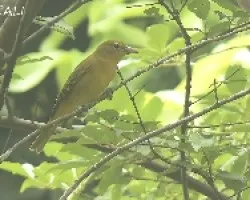Piranga rubra