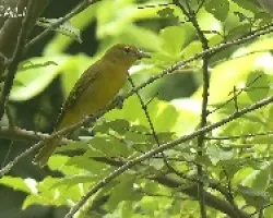 Piranga rubra