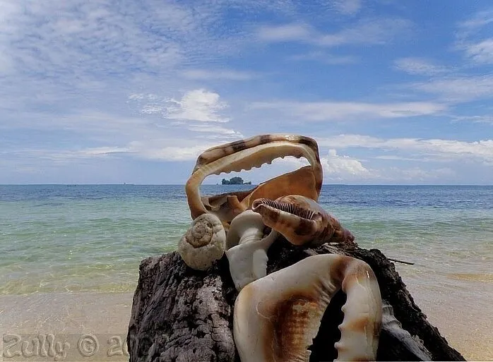 Foto