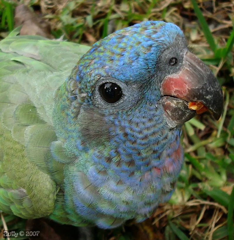 Foto