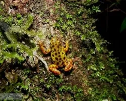 Oophaga pumilio -antes Dendrobates pumilio