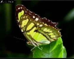 Siproeta stelenes