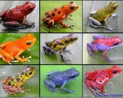 Oophaga pumilio - polimorfismo