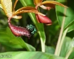Euglossa viridissima