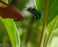 Euglossa viridissima
