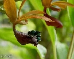 Euglossa viridissima