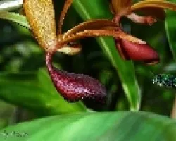 Euglossa viridissima