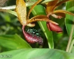 Euglossa viridissima