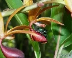 Euglossa viridissima