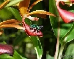 Euglossa viridissima