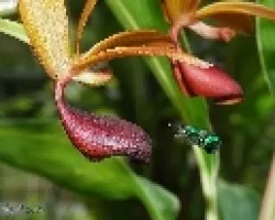 Euglossa viridissima