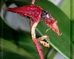 Gongora claviodora