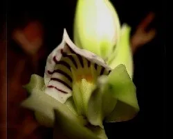 Encyclia chacaoensis