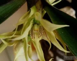 Encyclia fragans