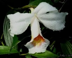 Sobralia