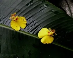 Oncidium Sweet Sugar