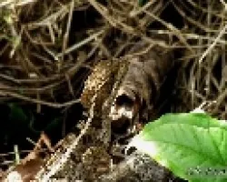 Basiliscus vittatus