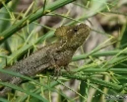 Basiliscus vittatus macho