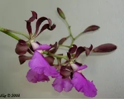 Encyclia cordigera