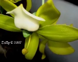 Cycnoches warscewiczii