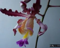 Myrmecophyla tibicinis