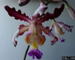 Myrmecophyla tibicinis
