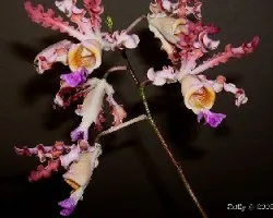 Myrmecophyla tibicinis