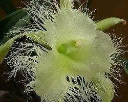Rhyncholaelia digbyana