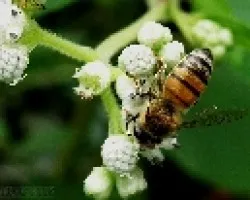 Abeja