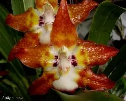 Huntleya burtii
