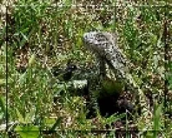Iguana iguana