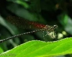 Coenagrionidae