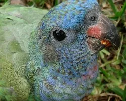 Pionus menstruus
