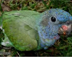  Pionus menstruus